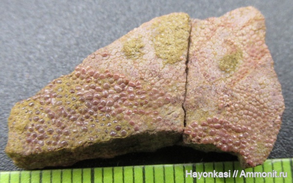 девон, Heterostraci, Agnatha, бесчелюстные, Psammosteidae