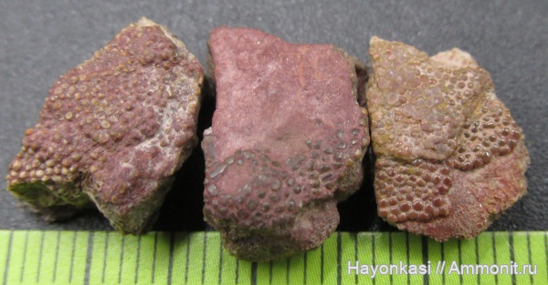 девон, Heterostraci, Agnatha, бесчелюстные, Psammosteidae