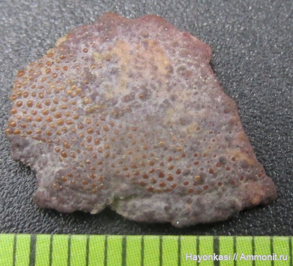 девон, Heterostraci, Agnatha, бесчелюстные, Psammosteidae