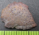 Крупная чешуйка Psammosteidae