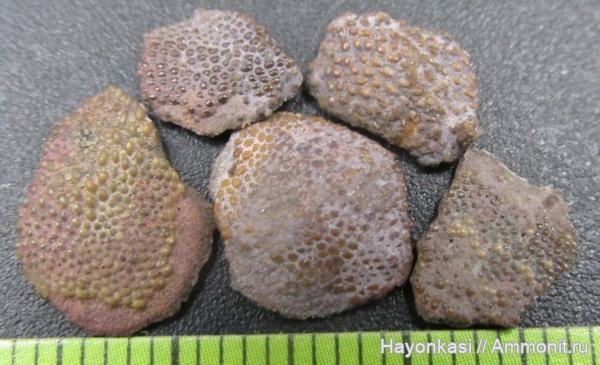 девон, Heterostraci, Agnatha, бесчелюстные, Psammosteidae