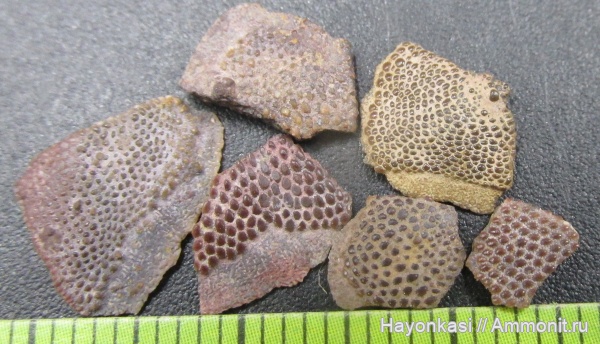 девон, Heterostraci, Agnatha, бесчелюстные, Psammosteidae