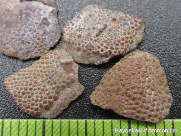 девон, Heterostraci, Agnatha, бесчелюстные, Psammosteidae