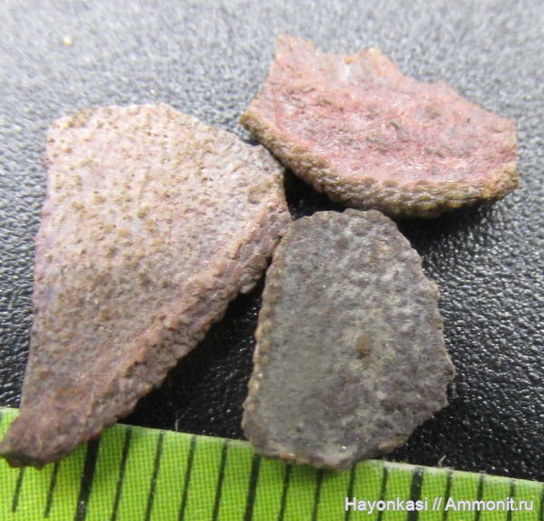 девон, Heterostraci, Agnatha, бесчелюстные, Psammosteidae