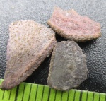 Оборотная сторона чешуй Psammosteidae