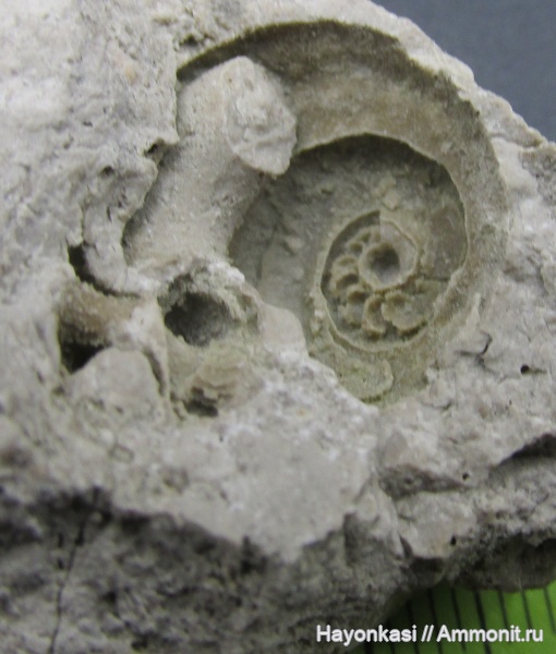 моллюски, девон, брюхоногие моллюски, Gastropoda