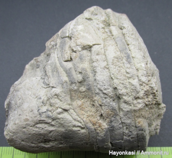 моллюски, девон, наутилоидеи, головоногие моллюски, Nautiloidea, Discosorida