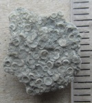 Остракоды (?) из Порхова