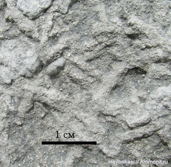 девон, ихнофоссилии