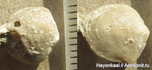 брахиоподы, девон, Atrypida, Pseudoatrypa velikaya