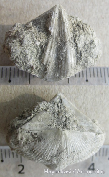 брахиоподы, девон, Cyrtospirifer, Spiriferida