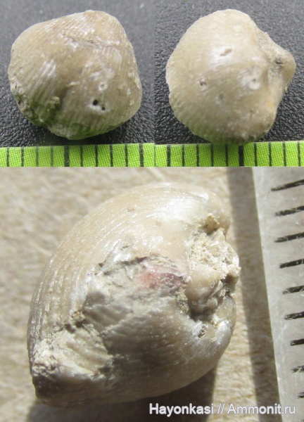 брахиоподы, девон, Theodossia, Spiriferida