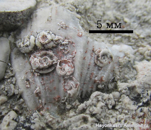 брахиоподы, девон, Cyrtospirifer, Spiriferida, Microconchida, обрастание, encrustation of brachiopods, Epizoans