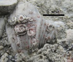 Cyrtospirifer с микроконхидами