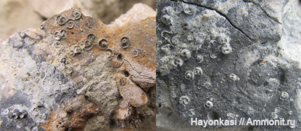 девон, Microconchida