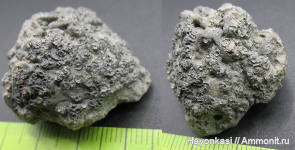 девон, Microconchida