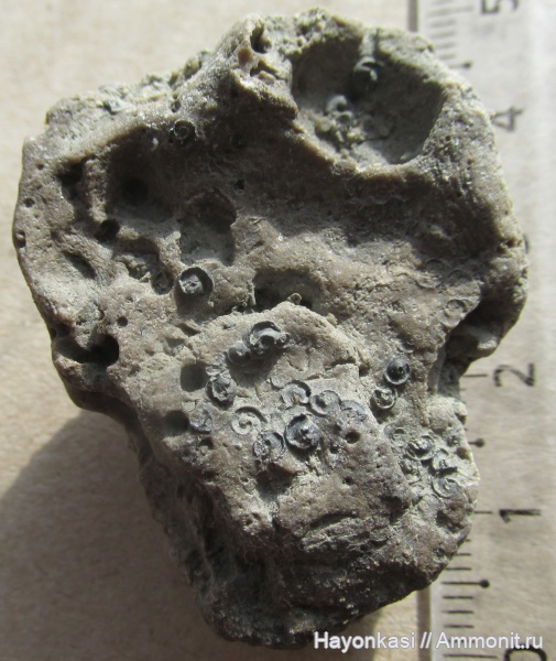 девон, Microconchida