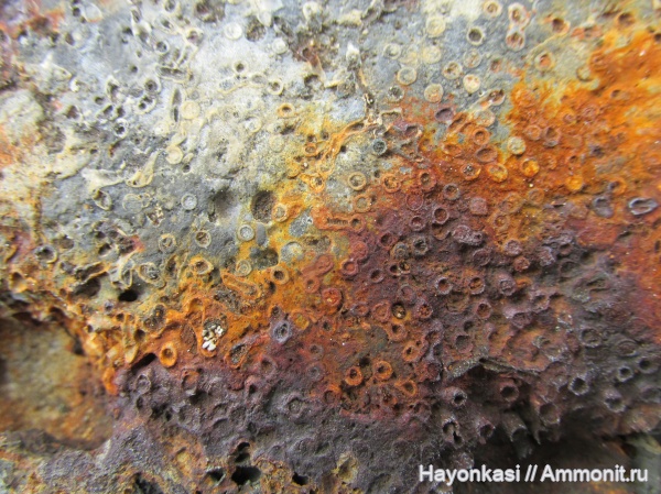 девон, кораллы, табуляты, Tabulata