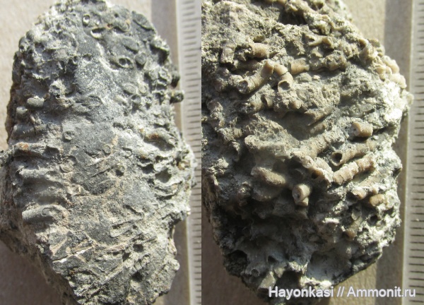 девон, кораллы, табуляты, Tabulata