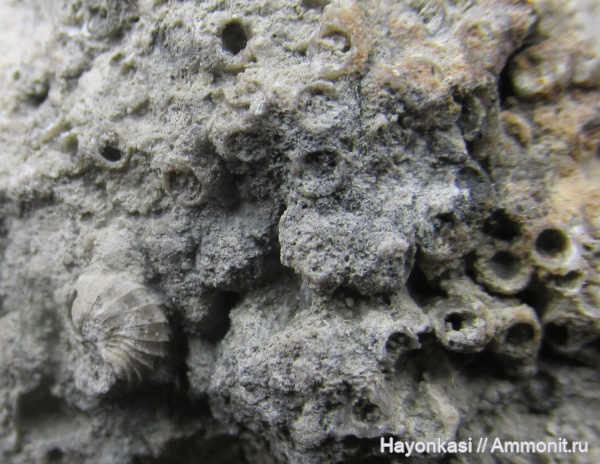 девон, кораллы, ?, табуляты, Tabulata