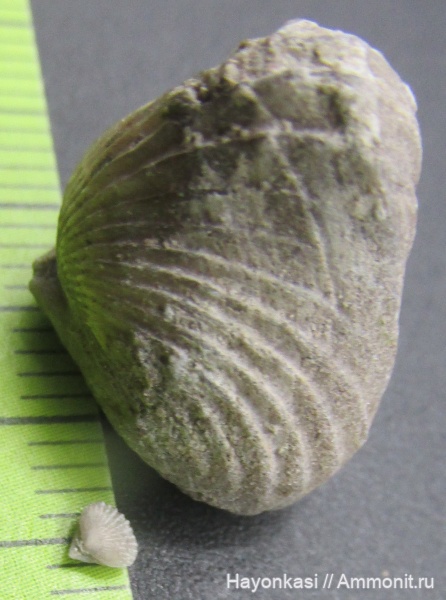 брахиоподы, девон, Ripidiorhynchus, Rhynchonellida