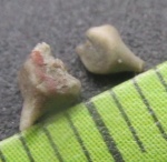 Шипики криноидей