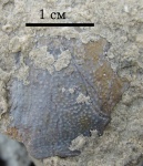 Покровная пластина плакодермы из Порхова (образец 2)