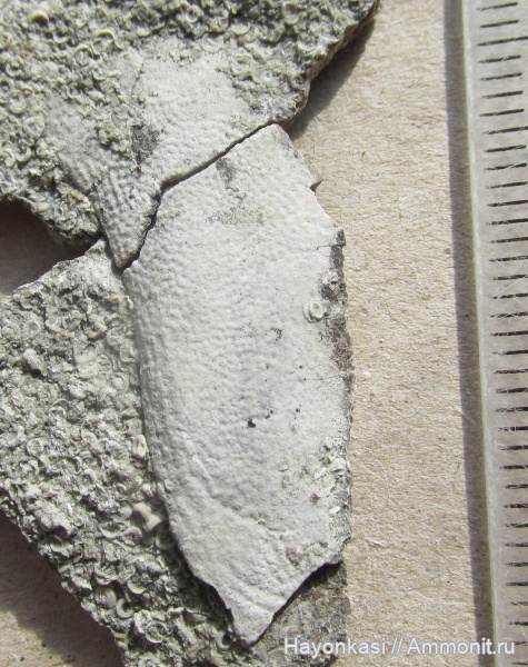 девон, рыбы, плакодермы, Placodermi