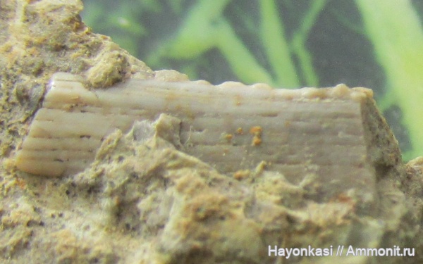 девон, рыбы, Acanthodii, плавниковые шипы, Acanthodiformes, ихтиодорулиты