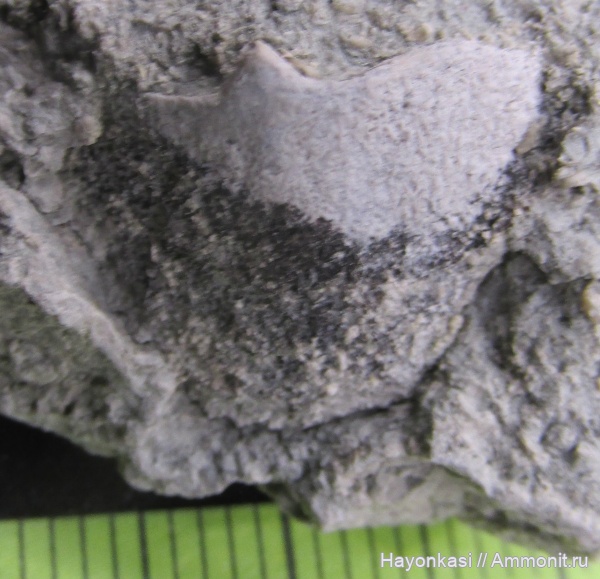 девон, рыбы, плакодермы, Placodermi