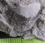 Покровная пластина плакодермы из Порхова (образец 4)