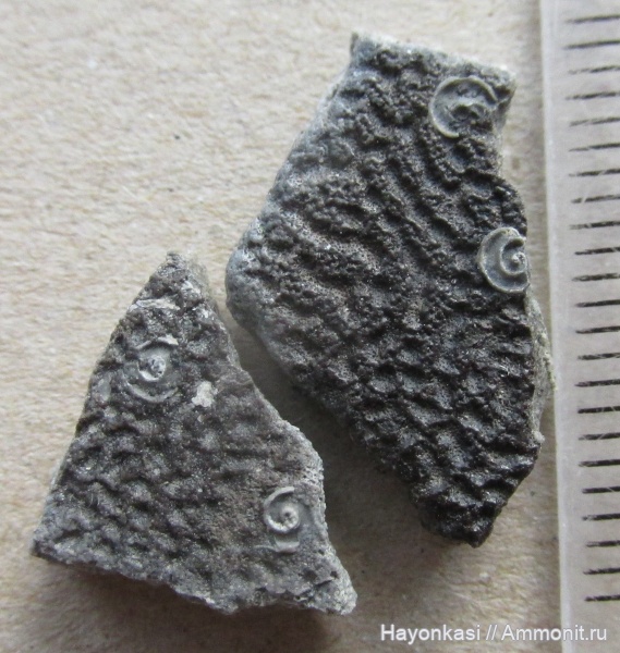 девон, рыбы, плакодермы, Placodermi, Microconchida, Antiarchi