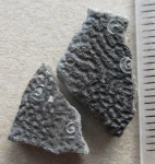 Плакодерма (фрагменты панциря) с обрастателями