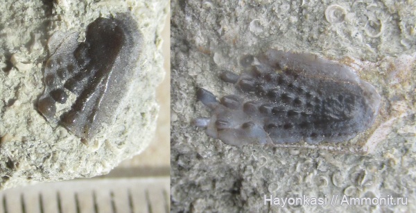 девон, рыбы, зубы, Sarcopterygii, Dipnoi