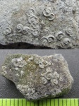 Плакодерма (фрагменты панциря) с обрастателями (образец 2)