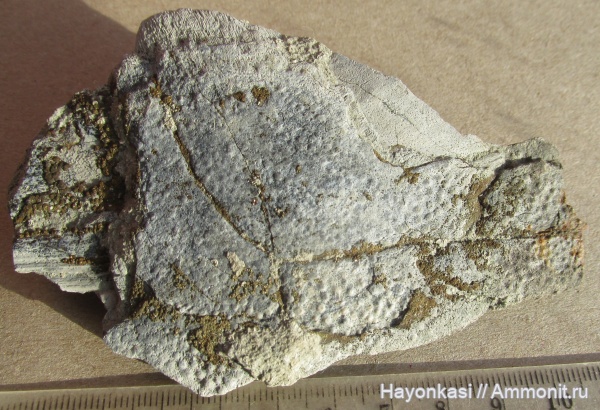 девон, рыбы, плакодермы, Placodermi, артродиры, plourdosteus, Arthrodira