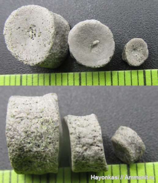 девон, рыбы, Sarcopterygii, Dipnoi, позвонки рыб