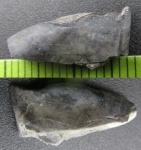 Зубная пластина плакодермы Rhynchodus из Порхова