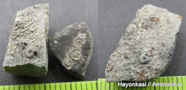 девон, рыбы, плакодермы, Placodermi, Microconchida