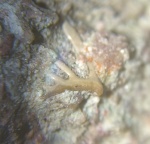 Псковский конодонт