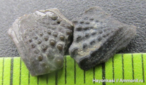 девон, рыбы, Sarcopterygii, Dipnoi, зубы рыб