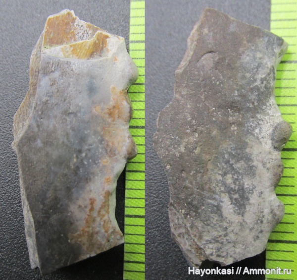 девон, рыбы, плакодермы, Placodermi, артродиры, plourdosteus, Arthrodira