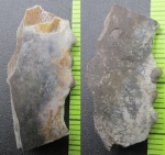 Челюсть Артродиры (фрагмент)