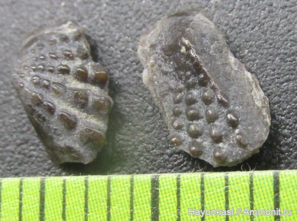 девон, рыбы, Sarcopterygii, Dipnoi, зубы рыб