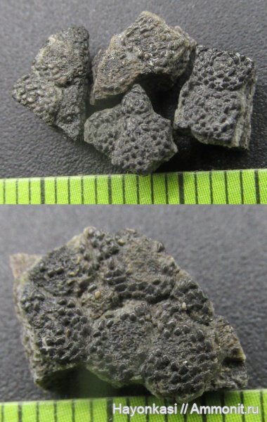 девон, Heterostraci, Agnatha, бесчелюстные, Psammosteidae