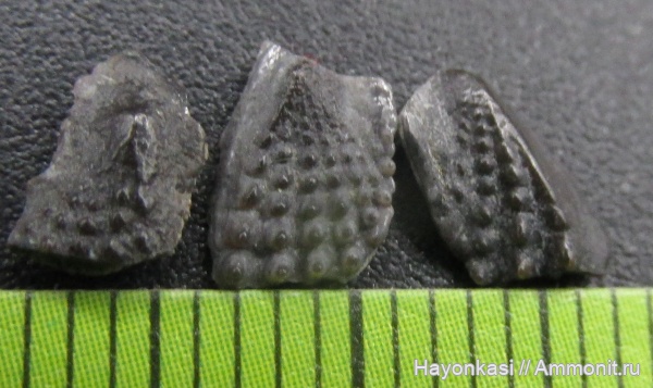 девон, рыбы, Sarcopterygii, Dipnoi, зубы рыб