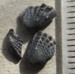 Зубные пластины Dipnoi (образцы 12-14)