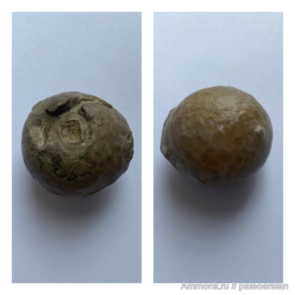 Находки из Ленинградской области.