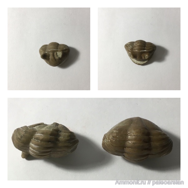 трилобиты, Asaphus