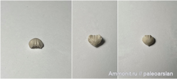 пермь, Башкирия, Pugnax